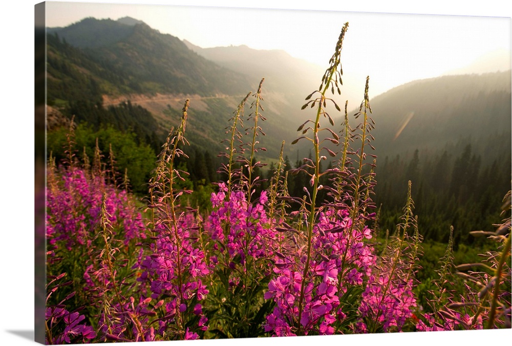 View of a tall stalk of Fireweed (Chamaenerion) in the wilderness of Mount Rainier National Park, Washington.