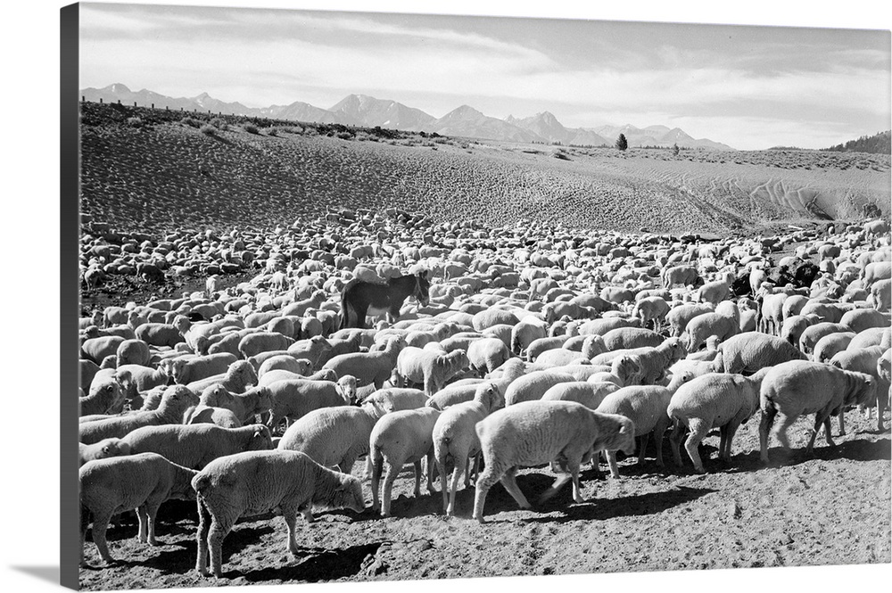 Flock in Owens Valley, 1941, flock of sheep.