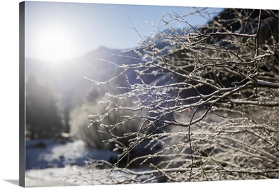 Frosty branches in the sunlight, Colorado