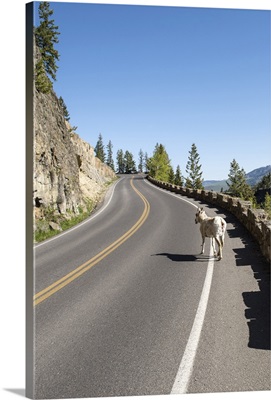 Goat at Yellowstone