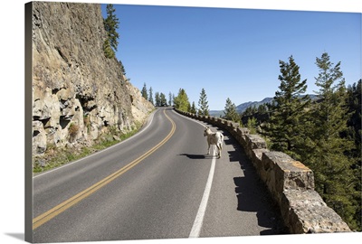 Goat at Yellowstone National Park
