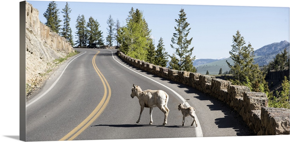 A goat on a road at Yellowstone National Park.