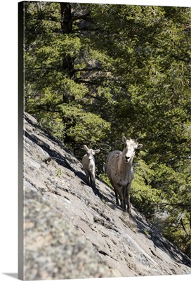 Goat at Yellowstone National Park