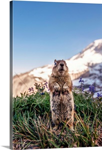 Golden-Mantled Ground Squirrel, Mount Rainier, Washington image thumbnail