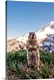 image thumbnail of Golden-Mantled ground squirrel (Spermophilus saturatus) looks around with Mount Rainier in the background, Washington.