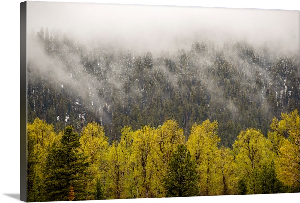 View of fog cascading over trees in Grand Teton National Park, Wyoming.