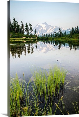 Grasses In Picture Lake And Mount Shuksan, Mount Baker Wilderness, Washington