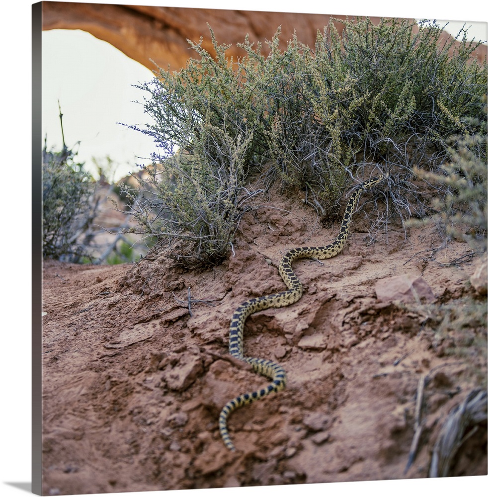 A Great Basin Gopher Snake crawling on the rocky desert floor in Canyonlands National Park, Utah.