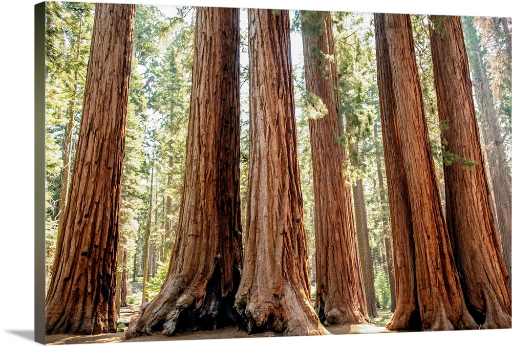 View of a group of Sequoia trees in Sequoia National Park, California.