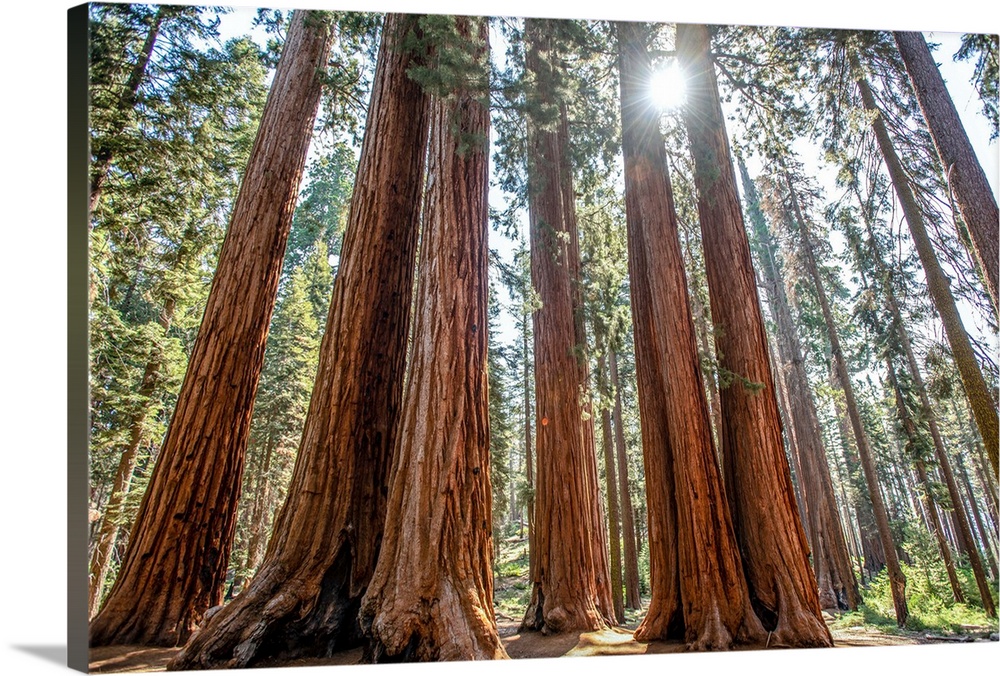 View of a group of Sequoia trees in Sequoia National Park, California.