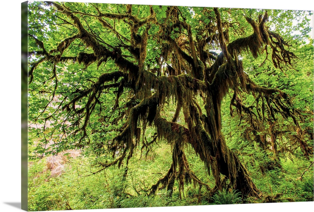 A tree covered in mosses can be found in the Hall of Mosses in Hoh Rain Forest, Olympic National Park, Washington.