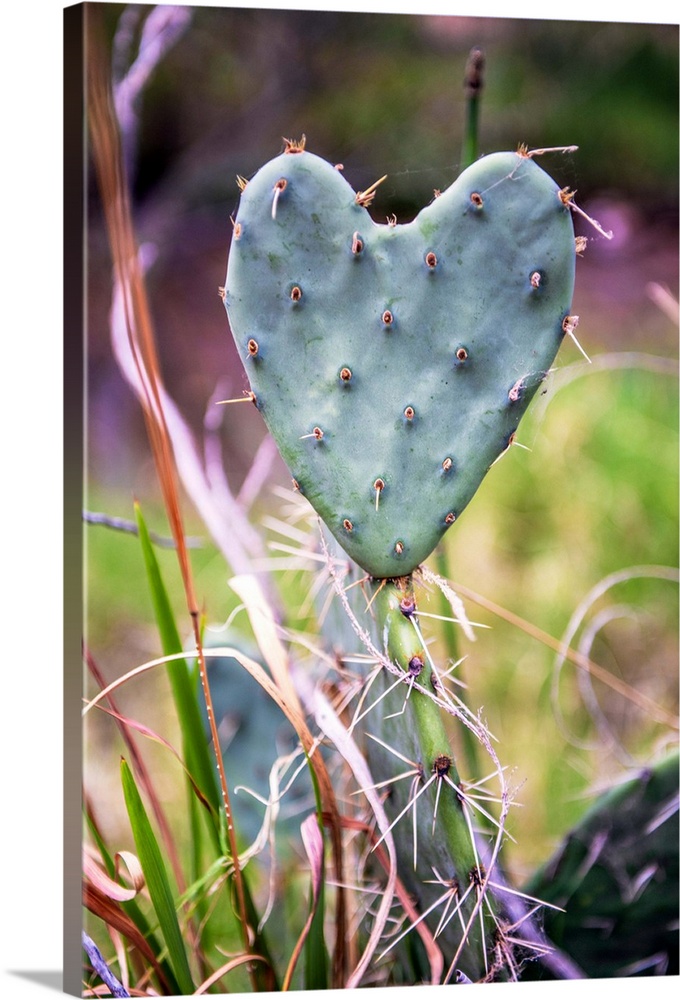 Heart-shaped cactus in Grand Canyon National Park, Arizona.