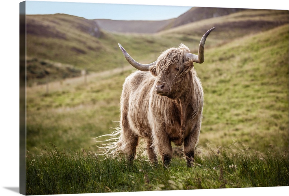 Photograph of a highland cow in the lush green rolling hills of Scotland, UK.