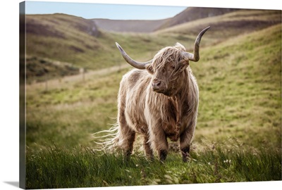 Highland Cow in Rolling Hills