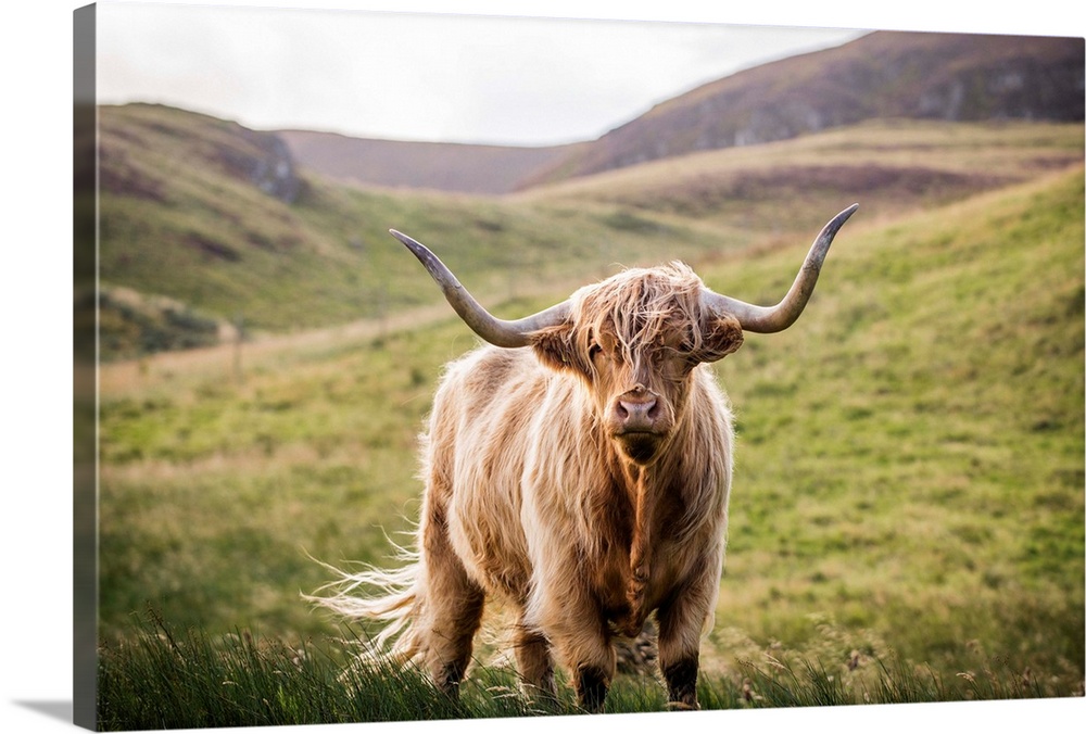 Photograph of a highland cow looking straight at you in the rolling hills of Scotland, UK.