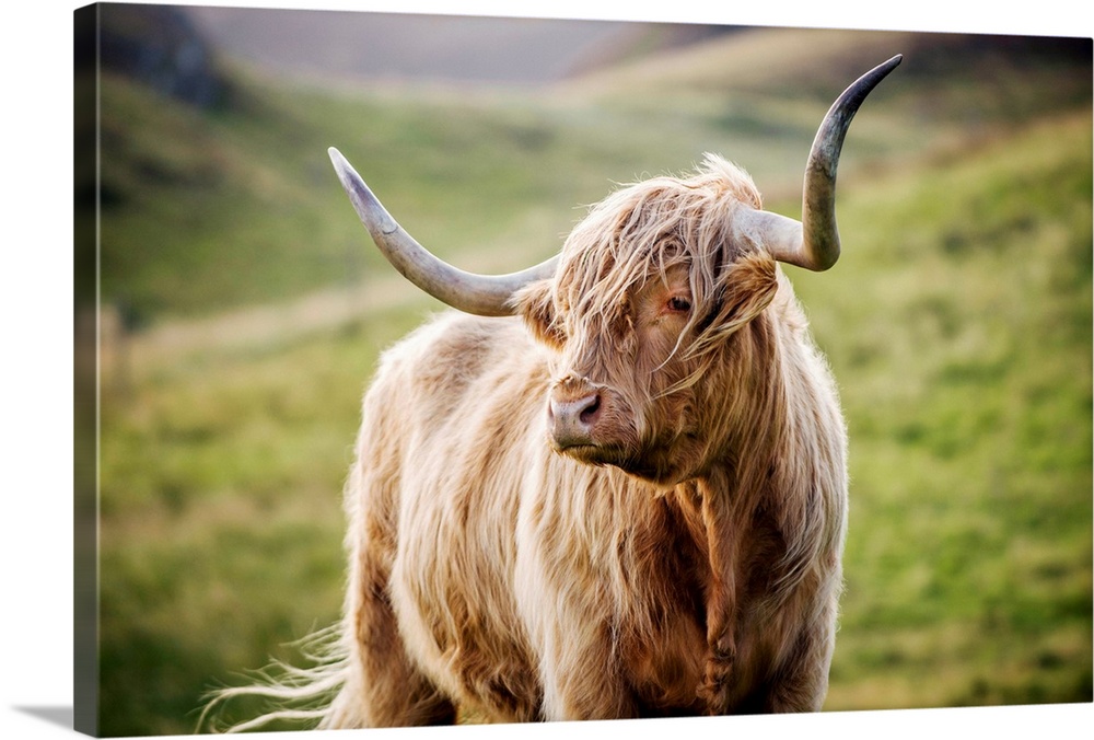 Photograph of a highland cow in the rolling hills of Scotland.