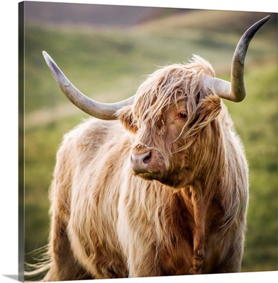 Highland Cow in Scotland - Square