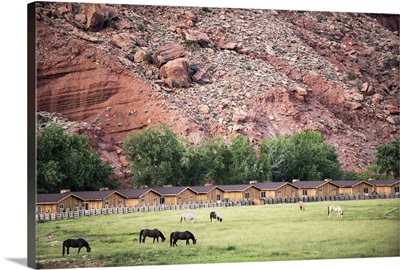 Horses grazing under the red rock cliffs in Arches National Park, Utah