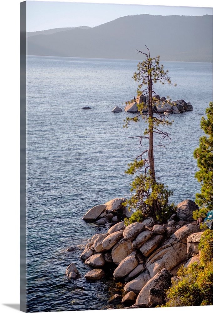 A lone tree has grown out of rocky shore at Lake Tahoe in California and Nevada.
