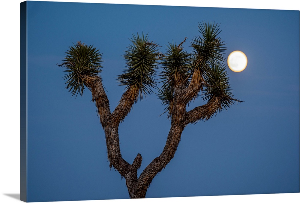 Upwards view of a Joshua Tree branches with moon in the background, California.