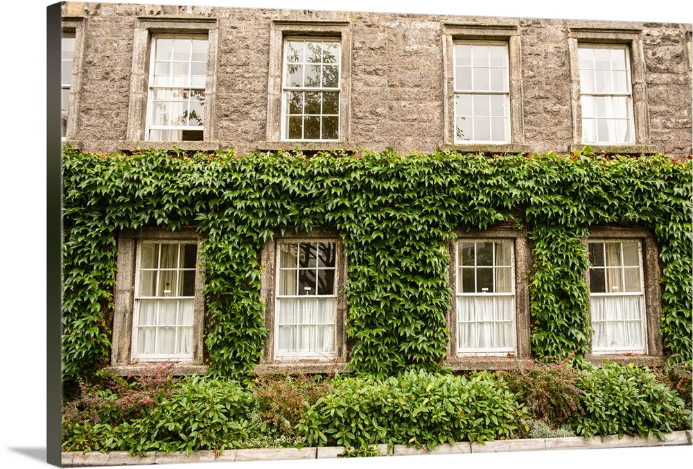 Photograph of a leafy facade on a building in Dublin, Ireland, filled with rows of windows.