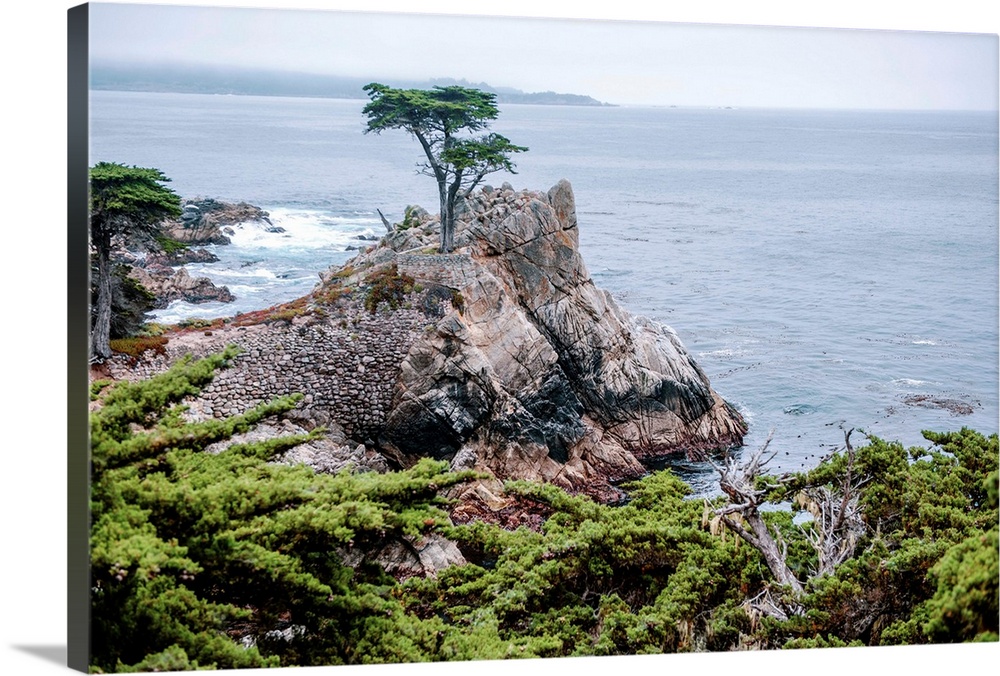 View of the famous Lone Cypress tree in Pebble beach, California.