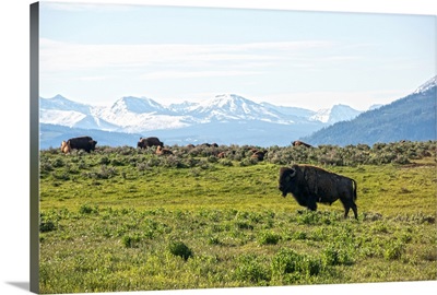 Lush Vista Of Bison Grazing With Rocky Mountains In View, Yellowstone National Park