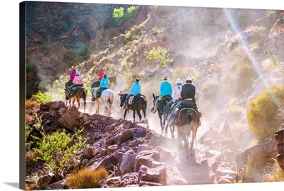Mule And Horseback Tour In Grand Canyon National Park, Arizona