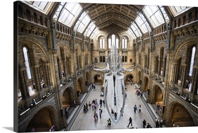 Natural History Museum's Blue Whale, London, England, UK