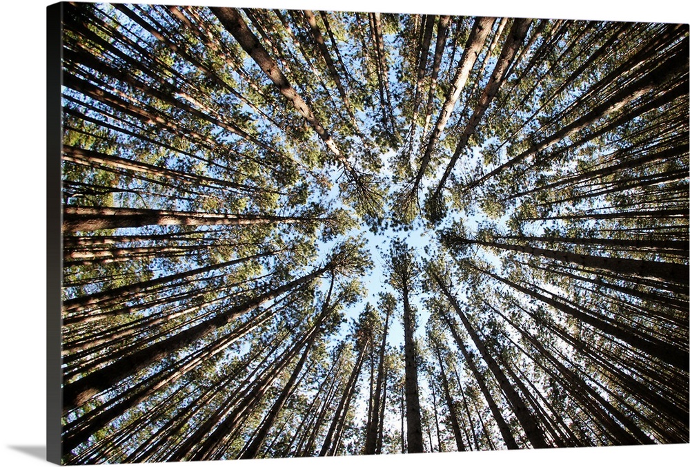 Photograph looking up to the sky in Oak Openings Metropark surrounded by pine trees.