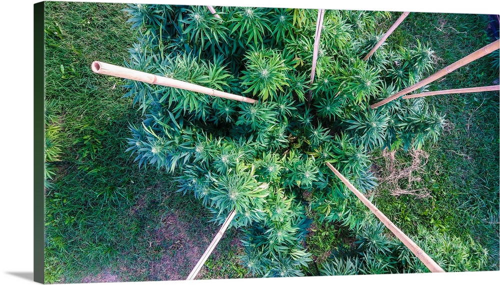 Overhead shot of a Cannabis plant staked by bamboo poles in outdoor cultivation facility, Colorado