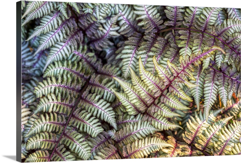 Curled green and pink fronds of a painted fern in Duke Gardens, Durham, NC.