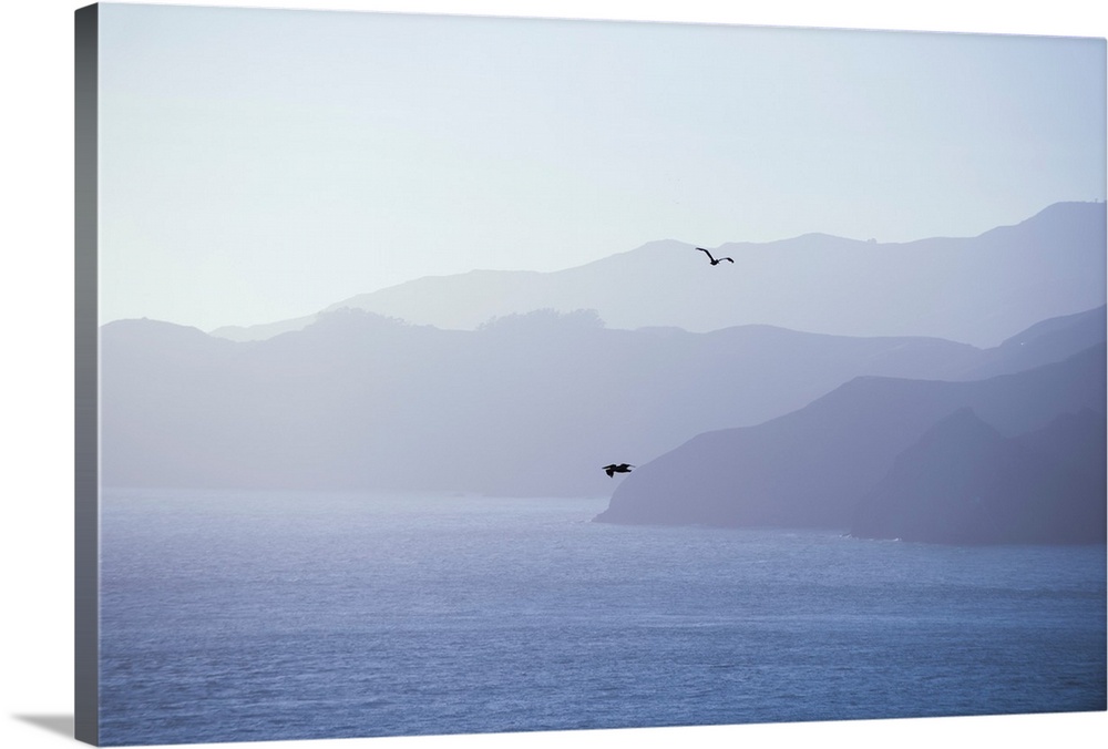 Pelicans drift through the air against shades of blue in San Francisco, California.
