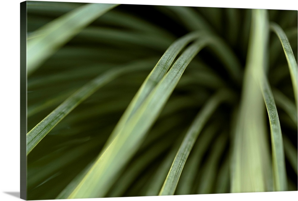 Close up photograph of thin green leaves.