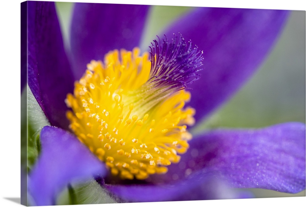 Close up photograph of a brilliant purple flower with a yellow center.