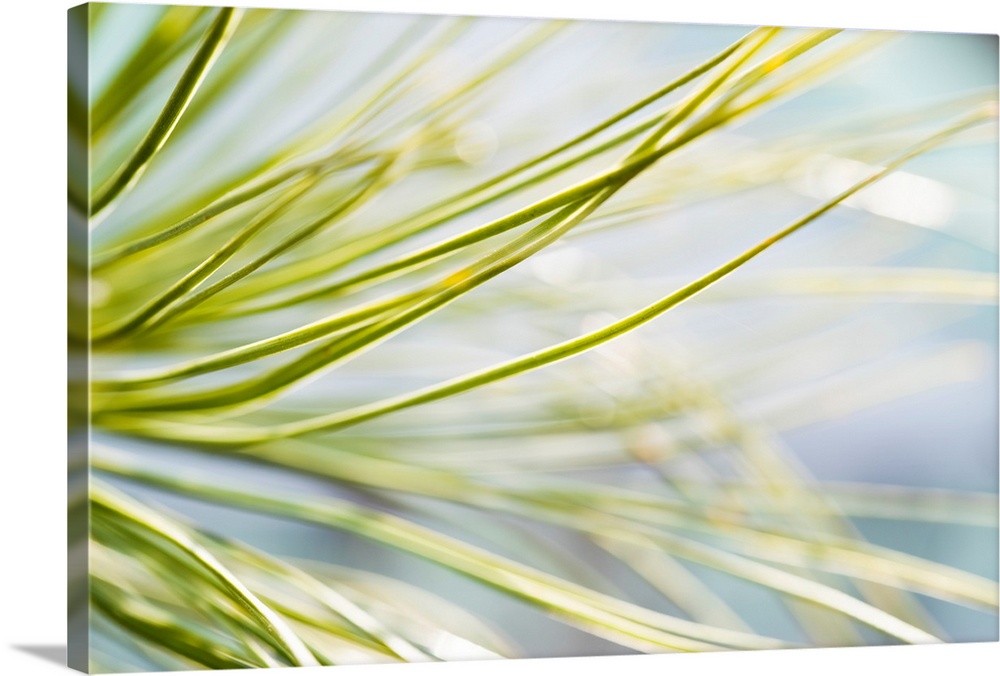 Close up photograph of pine leaves.