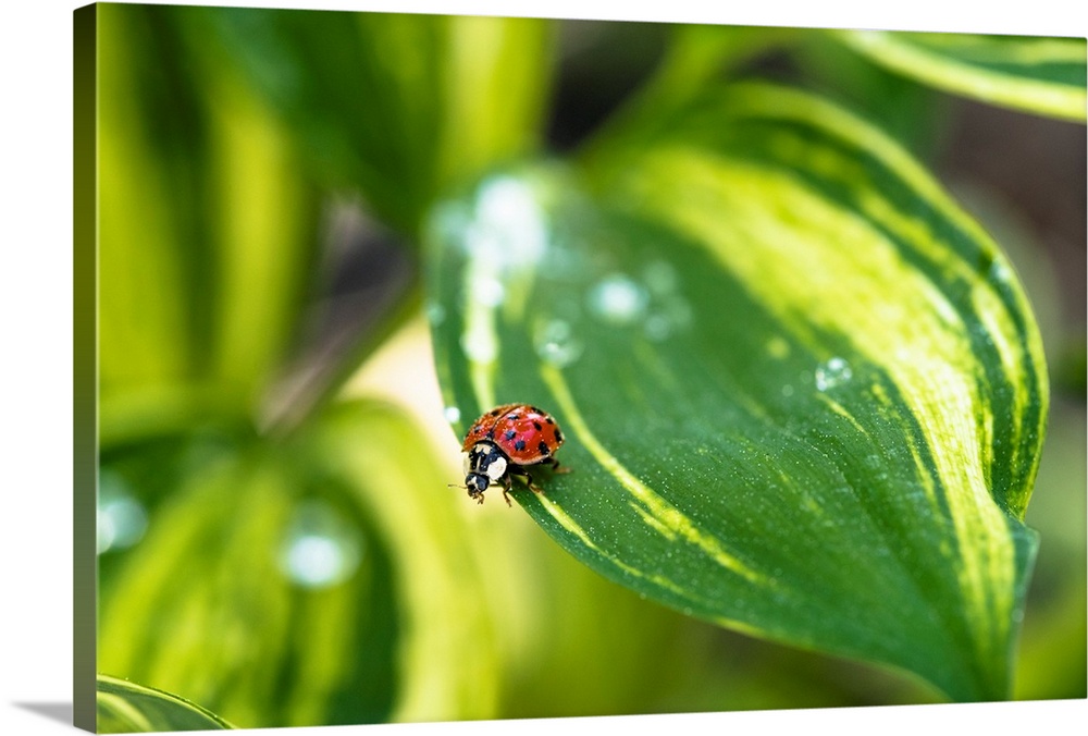 Close up photograph of a ladybug on a green leaf.