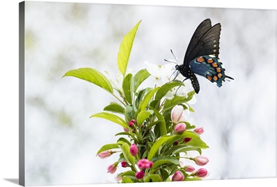 Photo Nature - Spicebush Swallowtail