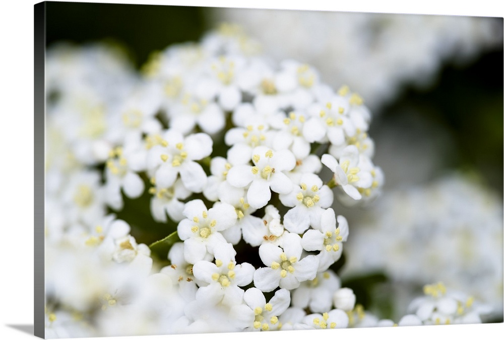 Close up photograph of White Yarrow flowers.