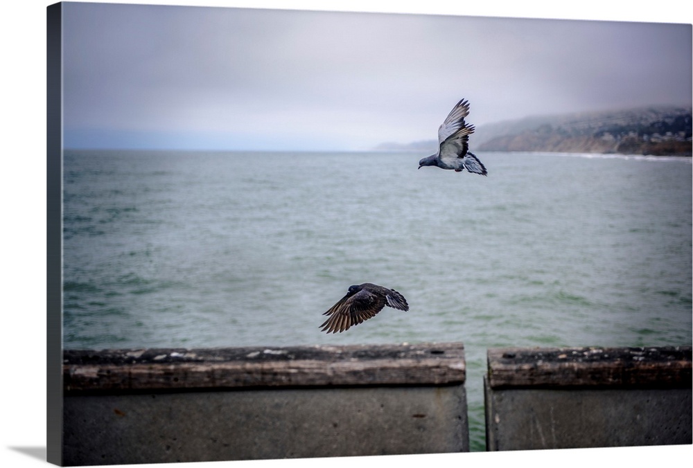 Pigeons in flight with Pacific ocean in the background, San Francisco, California.