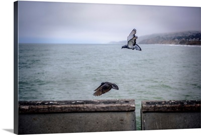 Pigeons In Flight With Pacific Ocean, San Francisco