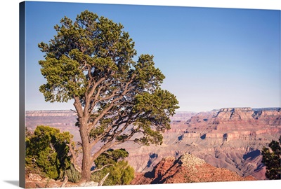 Pinyon Pine At Grand Canyon National Park, Arizona