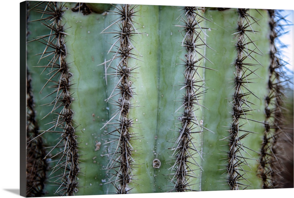 View of prickly cactus in Phoenix, Arizona.