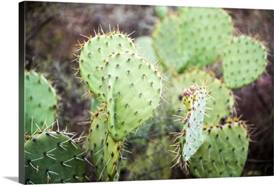 Prickly Pear Cactus, Sedona, AZ