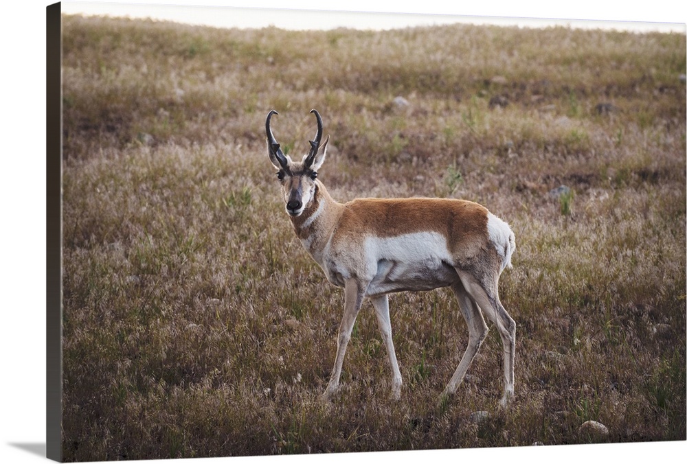 A pronghorn in a meadow at Yellowstone National Park.