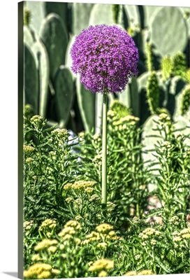 Purple Allium with Opuntia and Yarrow