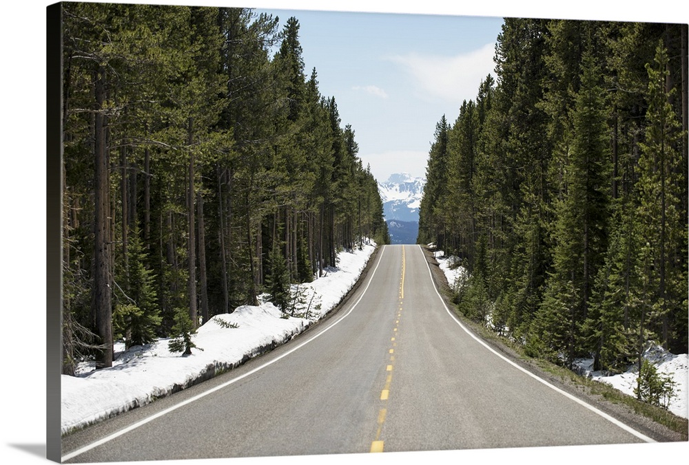 Straight road lined with pine trees leading to the Grand Teton Mountains.