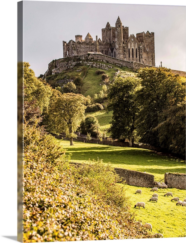 Photograph of the Rock of Cashel located in Cashel, County Tipperary, Ireland, with a field of sheep grazing in the foregr...