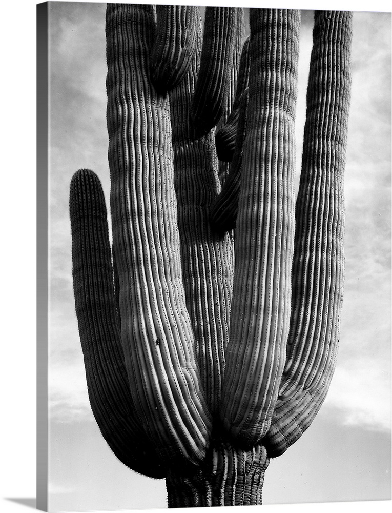 Saguaros, vertical, detail of cactus.