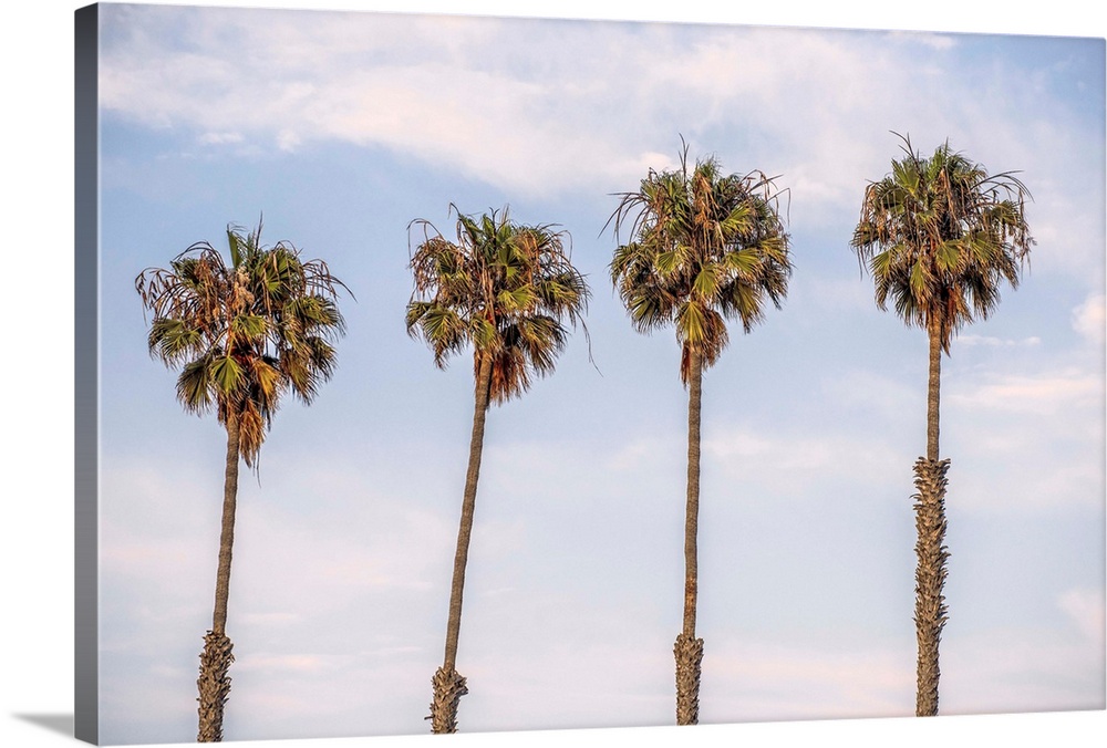 A row of palm trees stand against blue skies in San Diego, California.